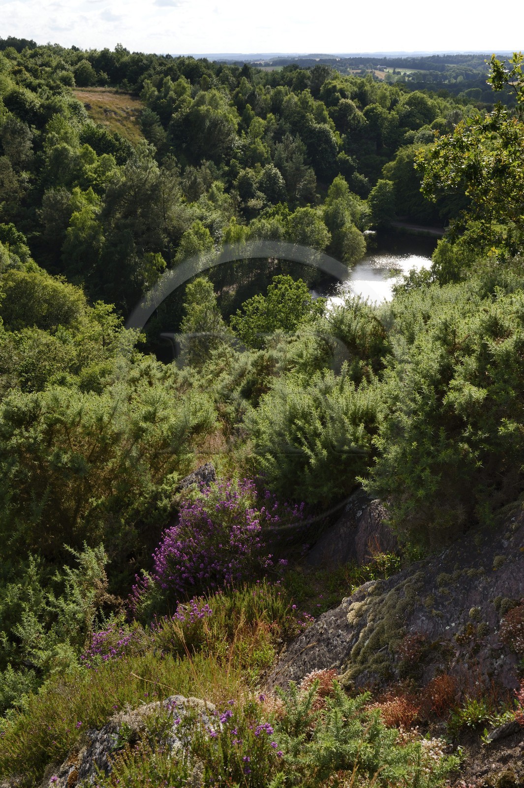 France, Morbihan (56), forêt de Brocéliande, Tréhorenteuc, la Mare aux Fées du Val sans Retour où selon la légende la Fée Morgane retenait ses amants infidèles