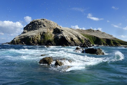 France, Cotes-d'Armor, Perros-Guirec, Sept-Iles Archipelago and bird sanctuary, Rouzic island, northern gannets colony (Morus bassanus), single point of nesting in France for more than 20,000 couples