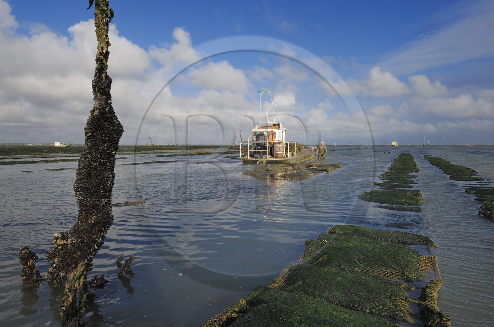France, Charente-Maritime (17), le bassin Marrennes-Oléron au large de l'Ile d'Oléron, chaland dans les parcs à huîtres