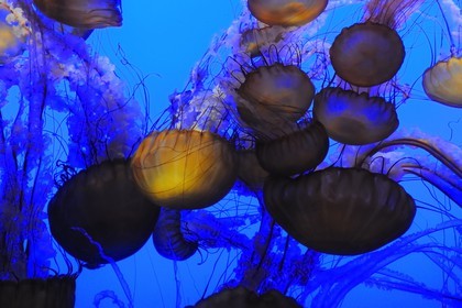 Etats-Unis, Californie, Monterey, le Monterey Bay Aquarium dans Cannery Row, méduses