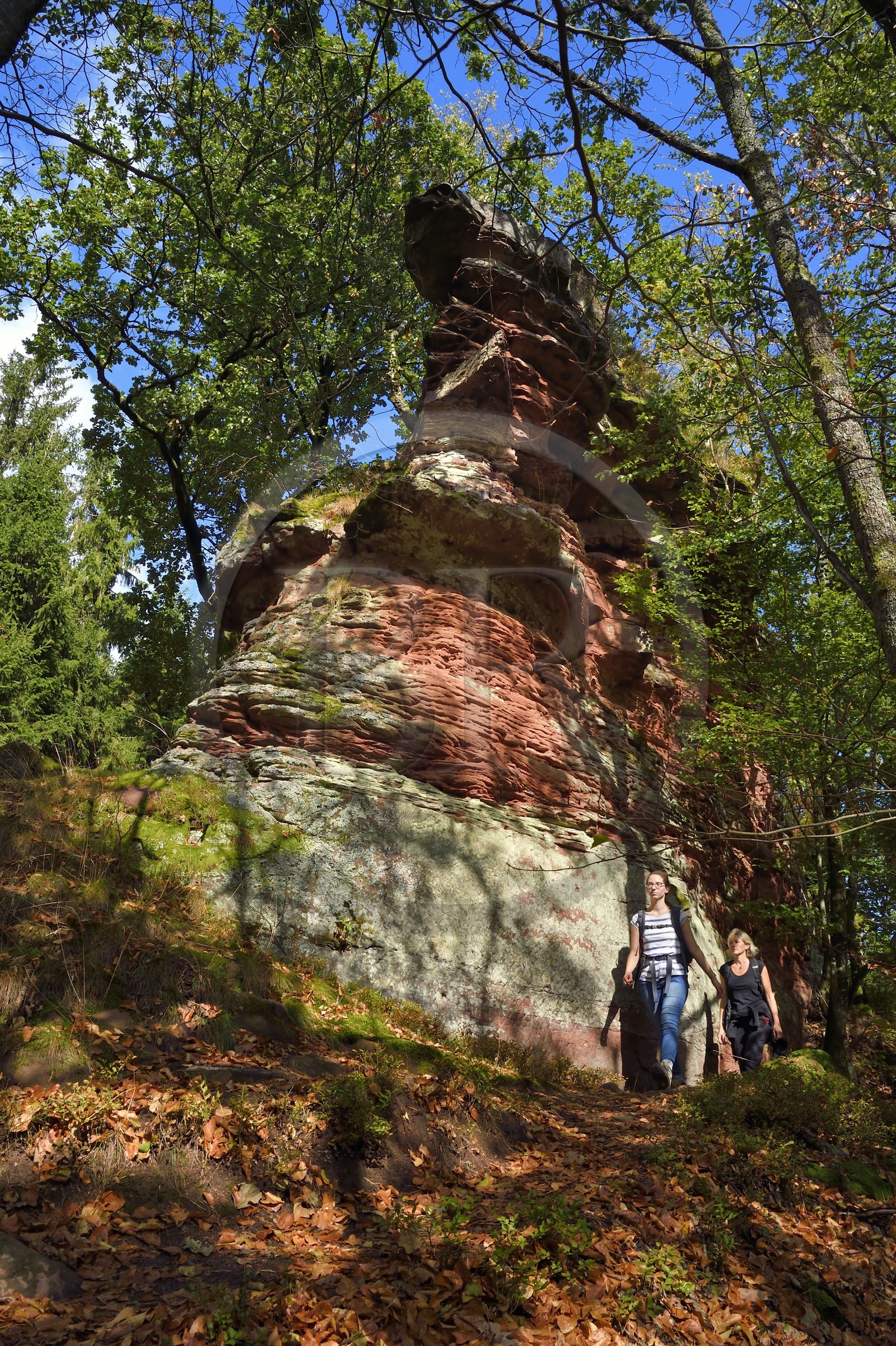 France, Bas-Rhin (67), Parc naturel régional des Vosges du Nord, Obersteinbach, foret domaniale de Steinbach, randonneuses au pied des ruines du fortin de Wittschloessel perché sur un rocher de grès