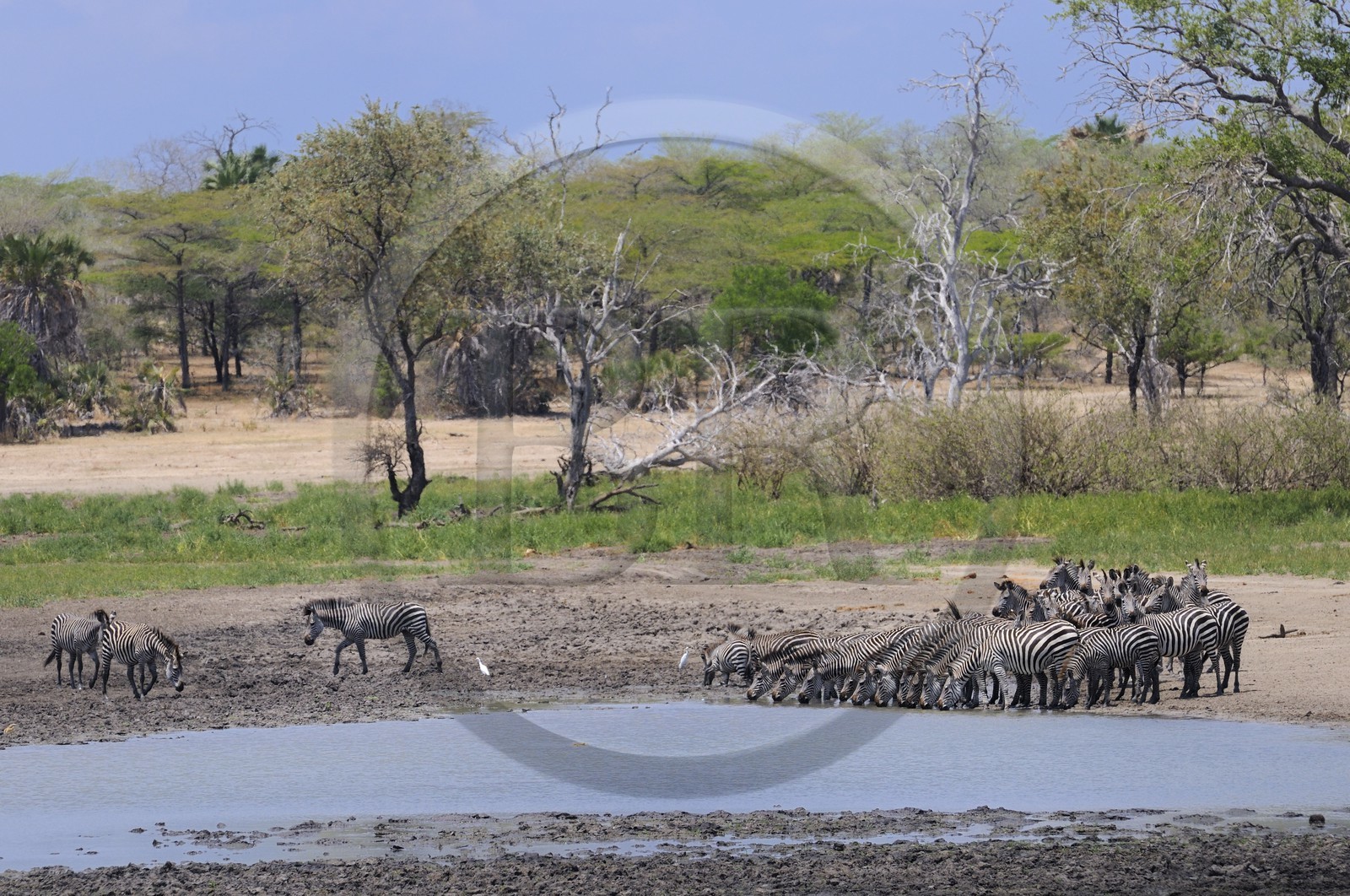 Tanzania, Selous Game Reserve is one of the largest fauna reserves of the world and designated a UNESCO World Heritage Site in 1982, zebra (Equus burchelli) on the Rufiji river