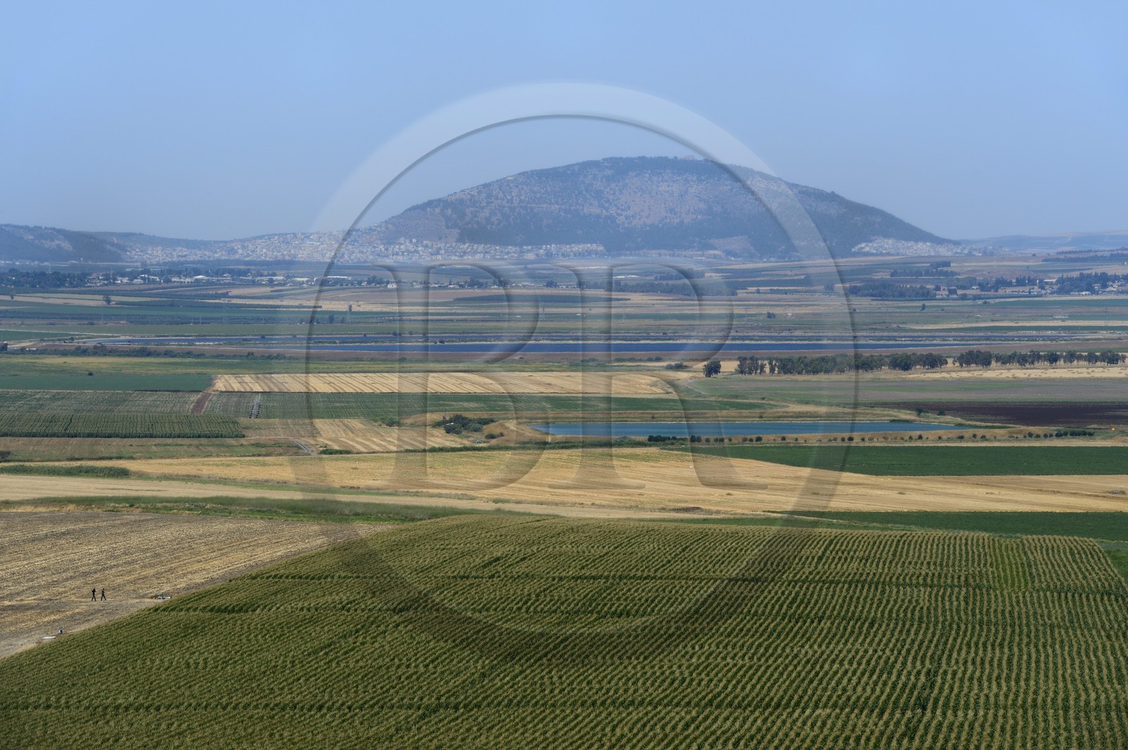 Israel,  Northern District, Galilee, Jezreel Valley and the Mount Tabor in the background