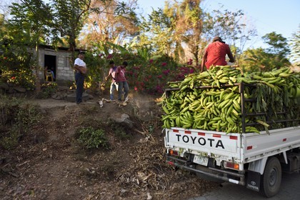 Nicaragua, Ile d'Ometepe sur le lac Nicaragua, un camion chargé de bananes plantain, principale production de l'Ile