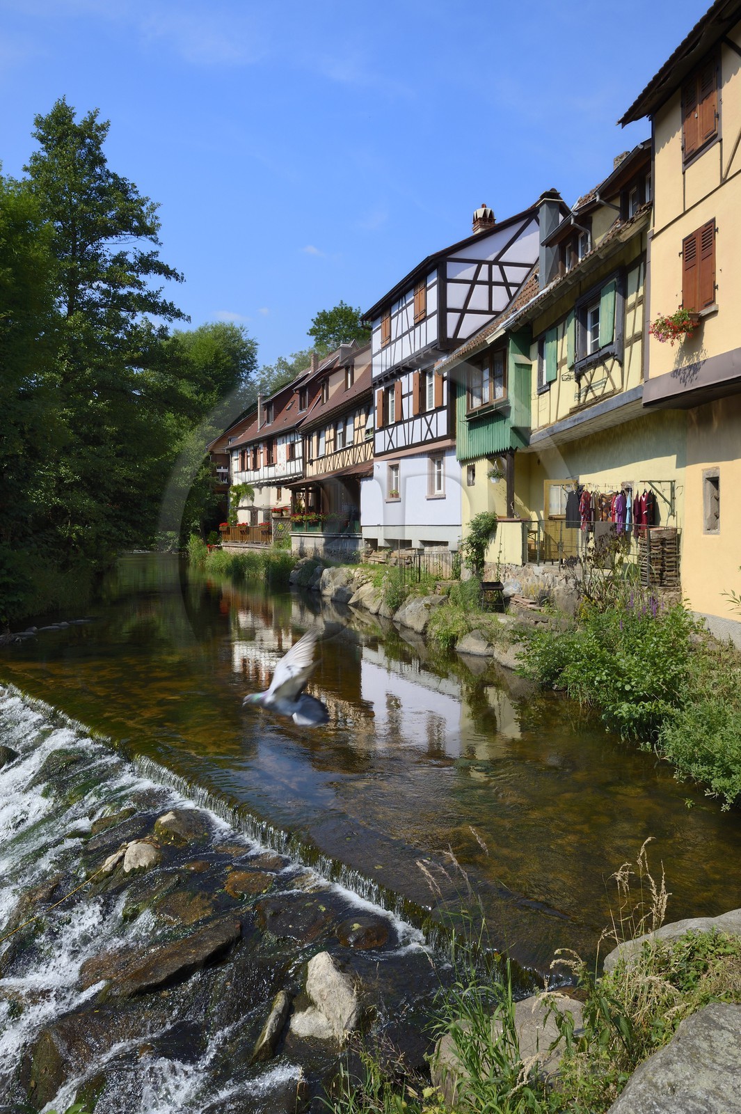 France, Haut Rhin, Kaysersberg, traditional half-timbered houses bordering the Weiss river