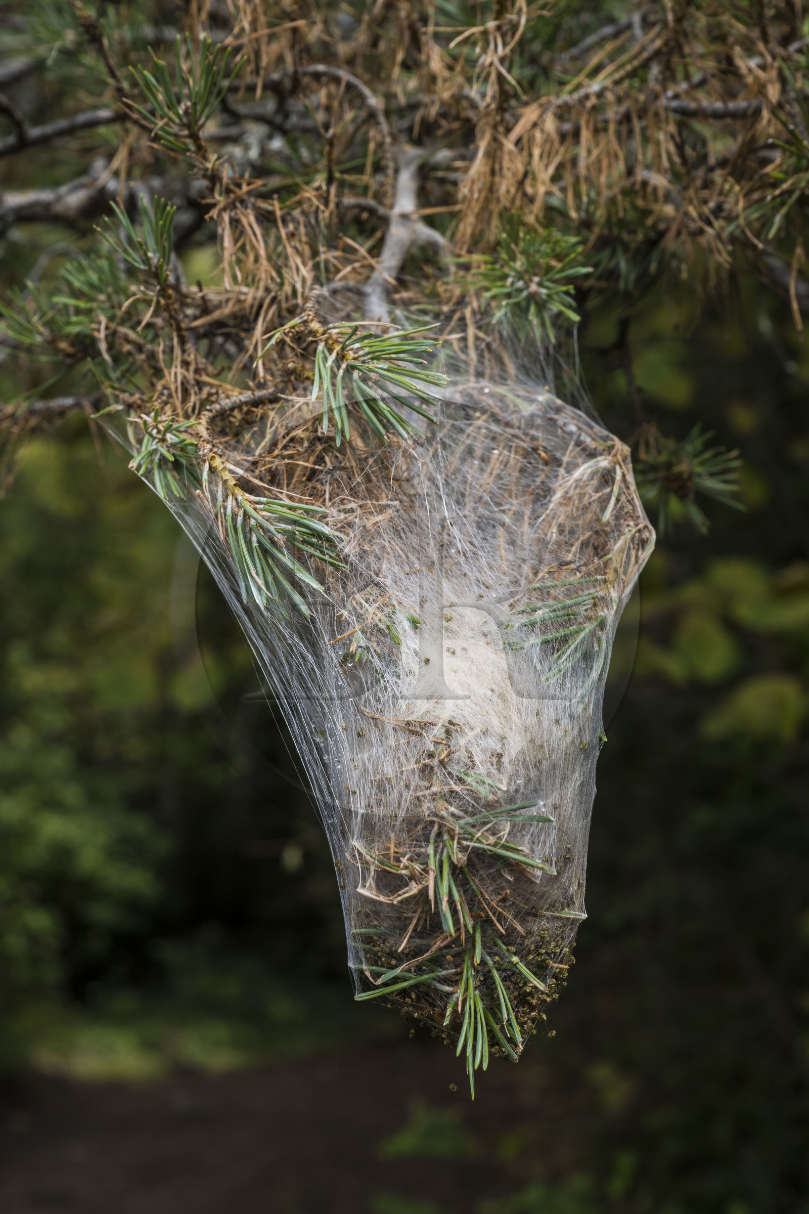 France, Aveyron (12), La Roque-Sainte-Marguerite, cocon de chenille processionnaire (Thaumetopoea pityocampa) ravageur, dangereux, allergie, sur un pin