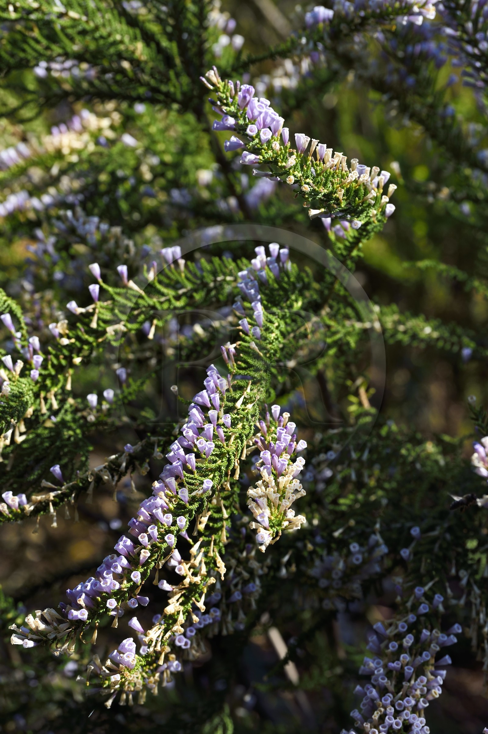 France, Var, Le Rayol Canadel sur Mer, Domaine du Rayol, Conservatoire du Littoral Estate compulsory mention, Jardin des Mediterranees designed by landscaper Gilles Clément, High altitude Chile garden, Fabiana