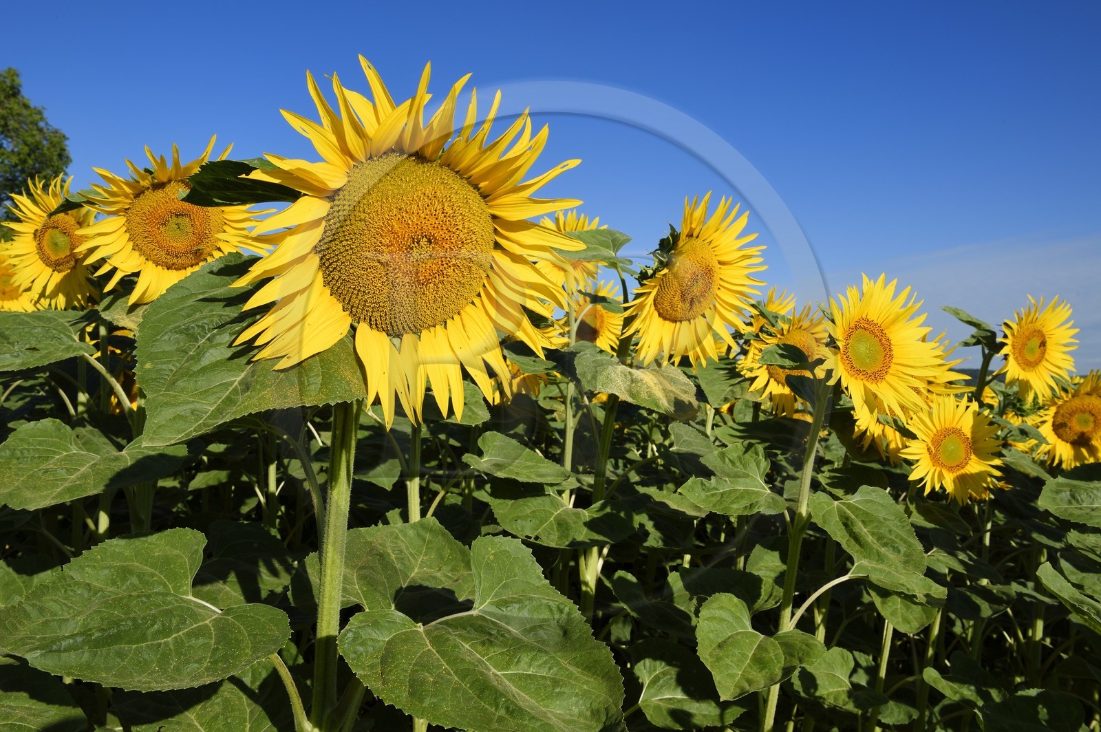 France, Bas-Rhin (67), Route des vins d'Alsace, Traenheim, champ de tournesols