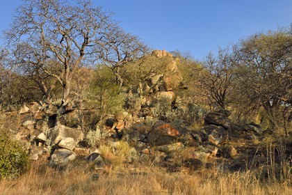 Zimbabwe, province de Matabeleland méridional, Matobo ou Matopos Hills National Park, classé Patrimoine Mondial de l'UNESCO, chaos rocheux