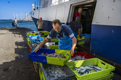 France, Hérault (34), Sète, Port de pêche, retour des chalutiers à quai et déchargement de la pêche