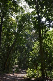 Panama, province de Chiriqui, Parc national marin du Golfe de Chiriqui, Isla Palenque, chemin traversant la forêt tropicale