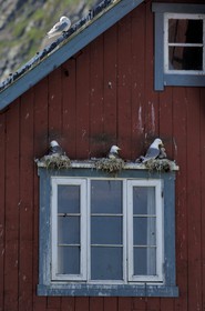 Norvège, Nordland, Iles Lofoten, Ile de Moskenes, maisons de pêcheurs (Rorbuer) au village de A (Å) et nids mouettes