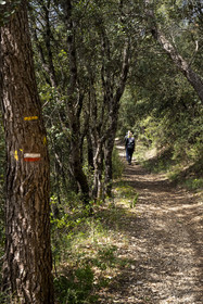 France, Vaucluse, Dentelles de Montmirail mountains, Séguret, hikers on the GR de Pays in the Massif forest