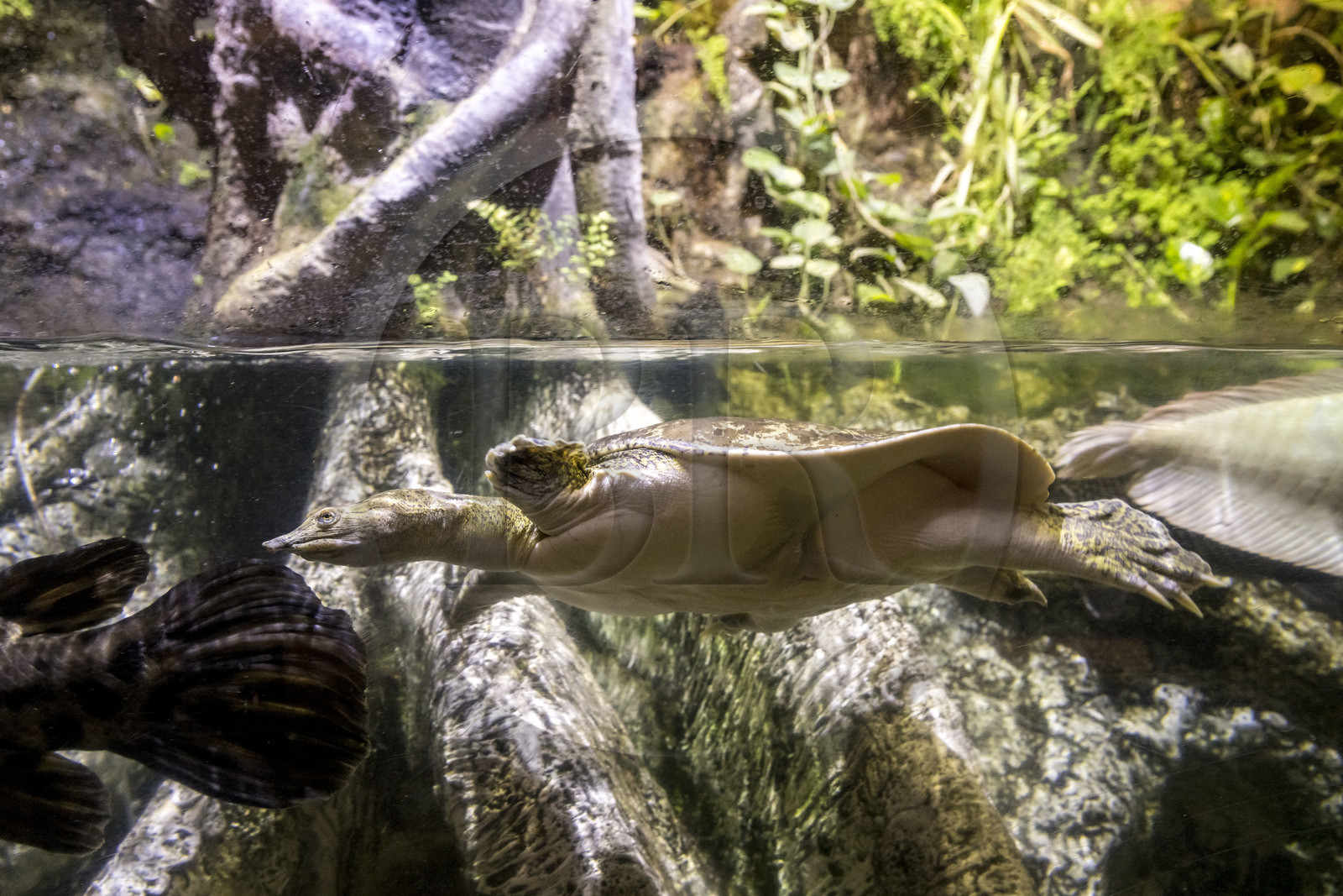 Espagne, Catalogne, Barcelone, Port Vell, l'aquarium, tortue-molle à épines (Apalone spinifera)