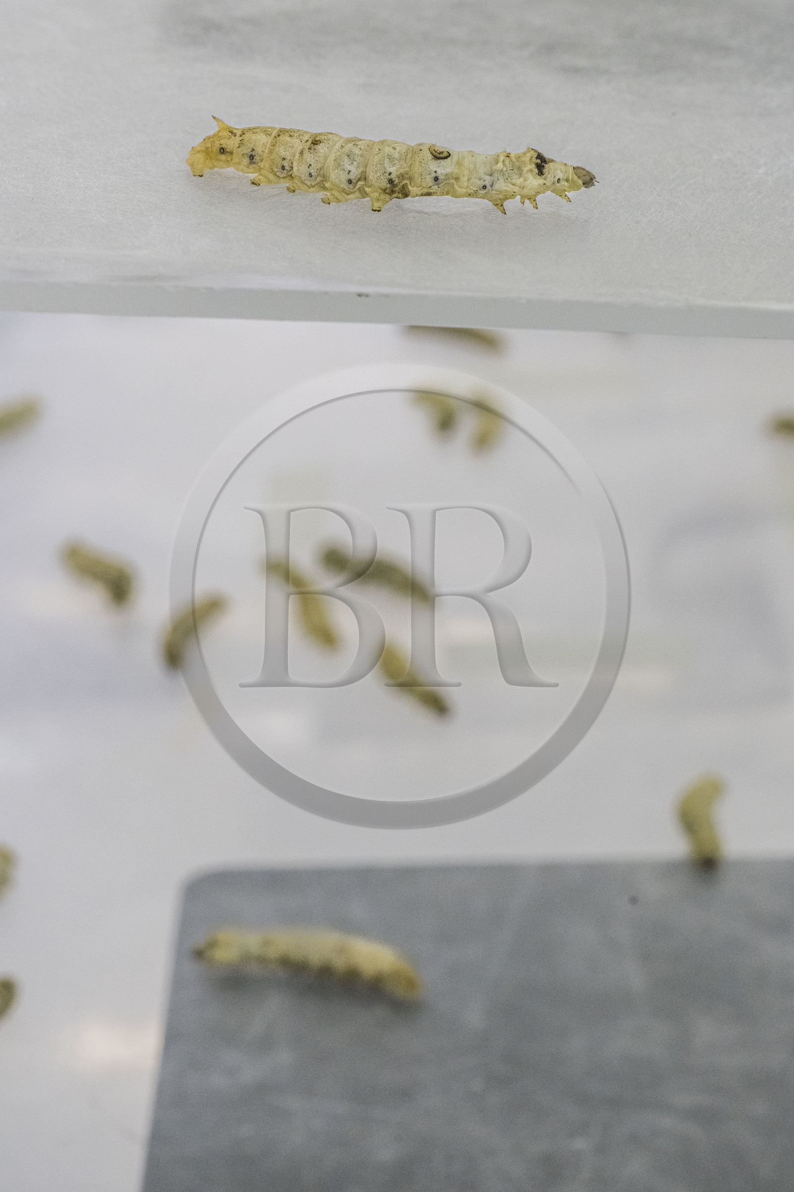 France, Gard (30), Monoblet, l'Atelier Sericyne relance la sériciculture française, élevage de vers à soie et production de soie d'exception et intissée pour la réalisation d'objets de décoration