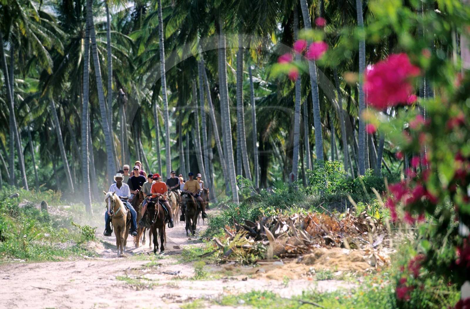 Dominican Republic, Punta Cana, Bavaro, horse riding in a coconut forest