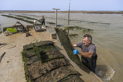 France, Charente-Maritime (17), Ile d'Oléron, Dolus-d’Oléron, les parcs du bassin de Marennes-Oléron dans le Pertuis d'Antioche, Nadia Quillet et son mari Eric récupèrent des poches de crassostrea gigas dans leurs parcs à huîtres à marée descendante