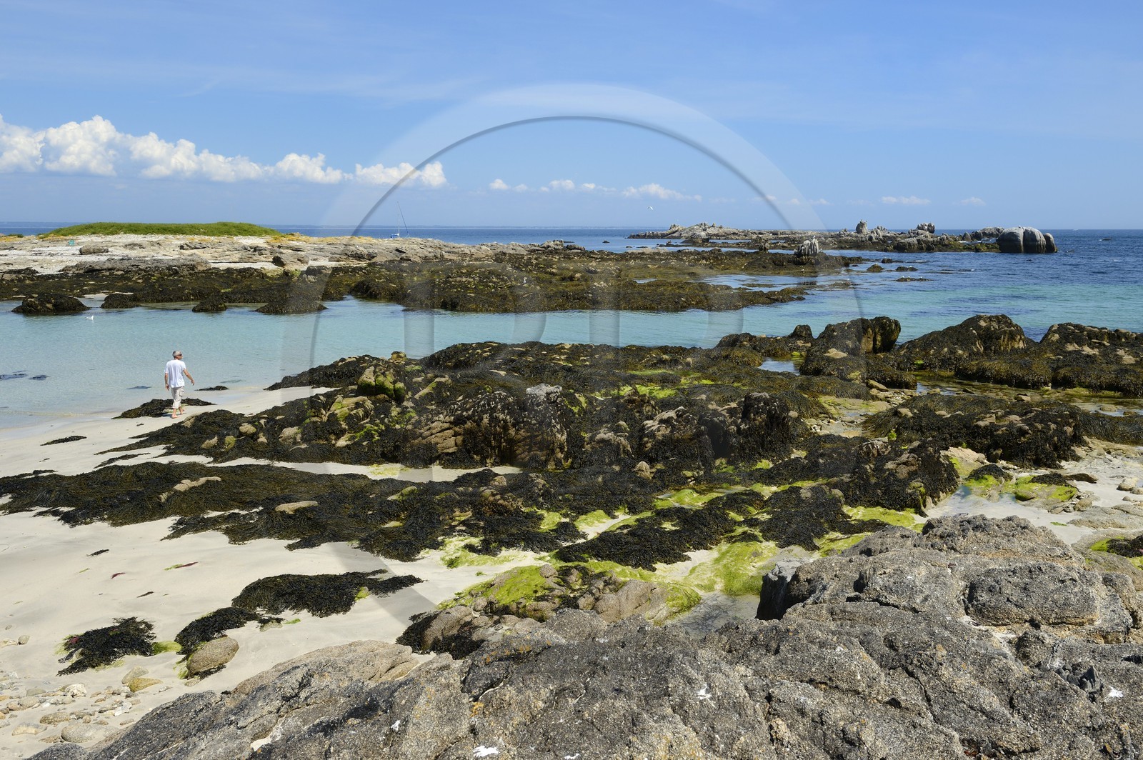 France, Finistère (29), La Foret Fouesnant, archipel des Glénan, Ile aux Moutons