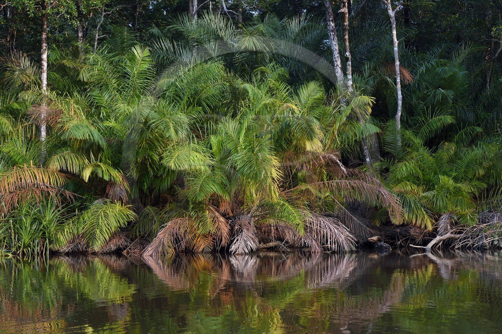 Gabon, province de Ogooué- Maritime, une des nombreuses rivières de la lagune du Fernan Vaz (Nkomi)