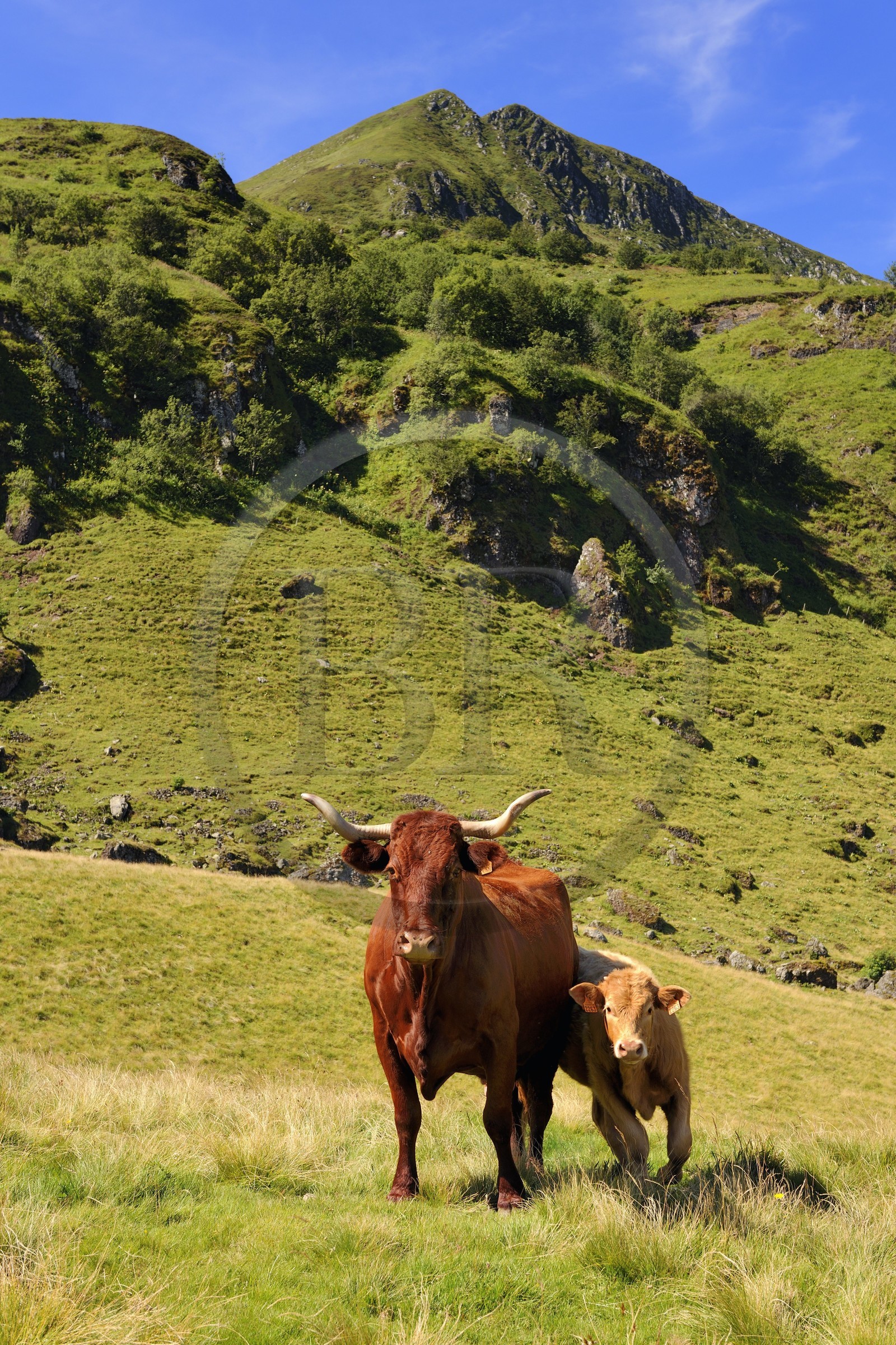 France, Cantal (15), monts du Cantal, Parc Naturel Régional des Volcans d' Auvergne, vache de race salers au pied du Puy-Mary