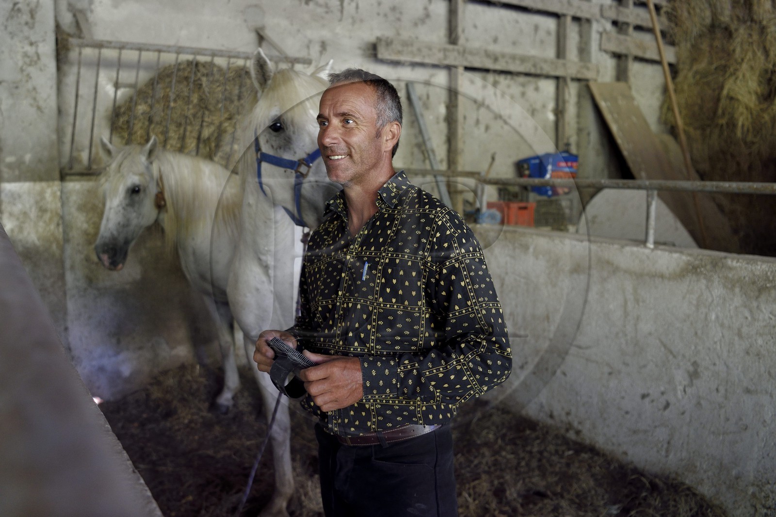 France, Bouches-du-Rhône (13), Parc naturel régional de Camargue, Mas du Menage, manade Saint Antoine (Cauzel), le gardian et son cheval