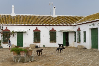 Spain, Andalusia, Seville Province, Utrera, the property El Toruno, breeding of fighting bulls
