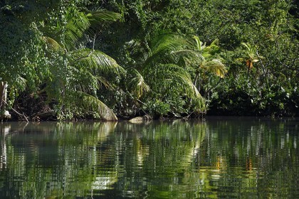 Caraïbes, Ile de la Dominique, Portsmouth, les rives de l'Indian River