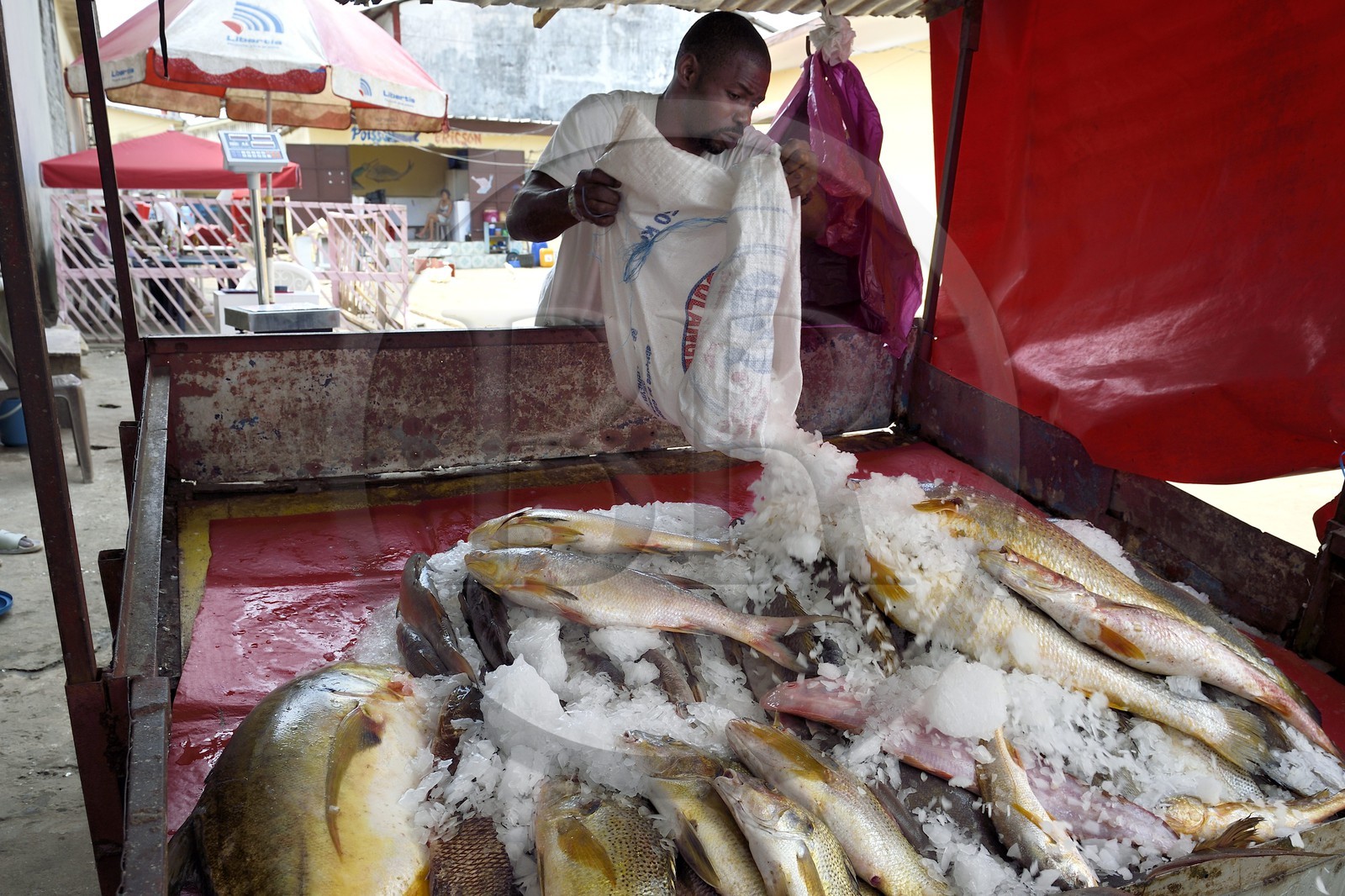 Gabon, Libreville, Port Mole, étal de poisson, du thon à gauche, du capitaine au centre en haut et du bar à droite