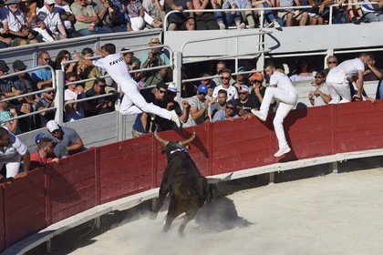 France, Bouches-du-Rhône (13), Arles, la course camarguaise  de la Cocarde d'Or aux Arènes