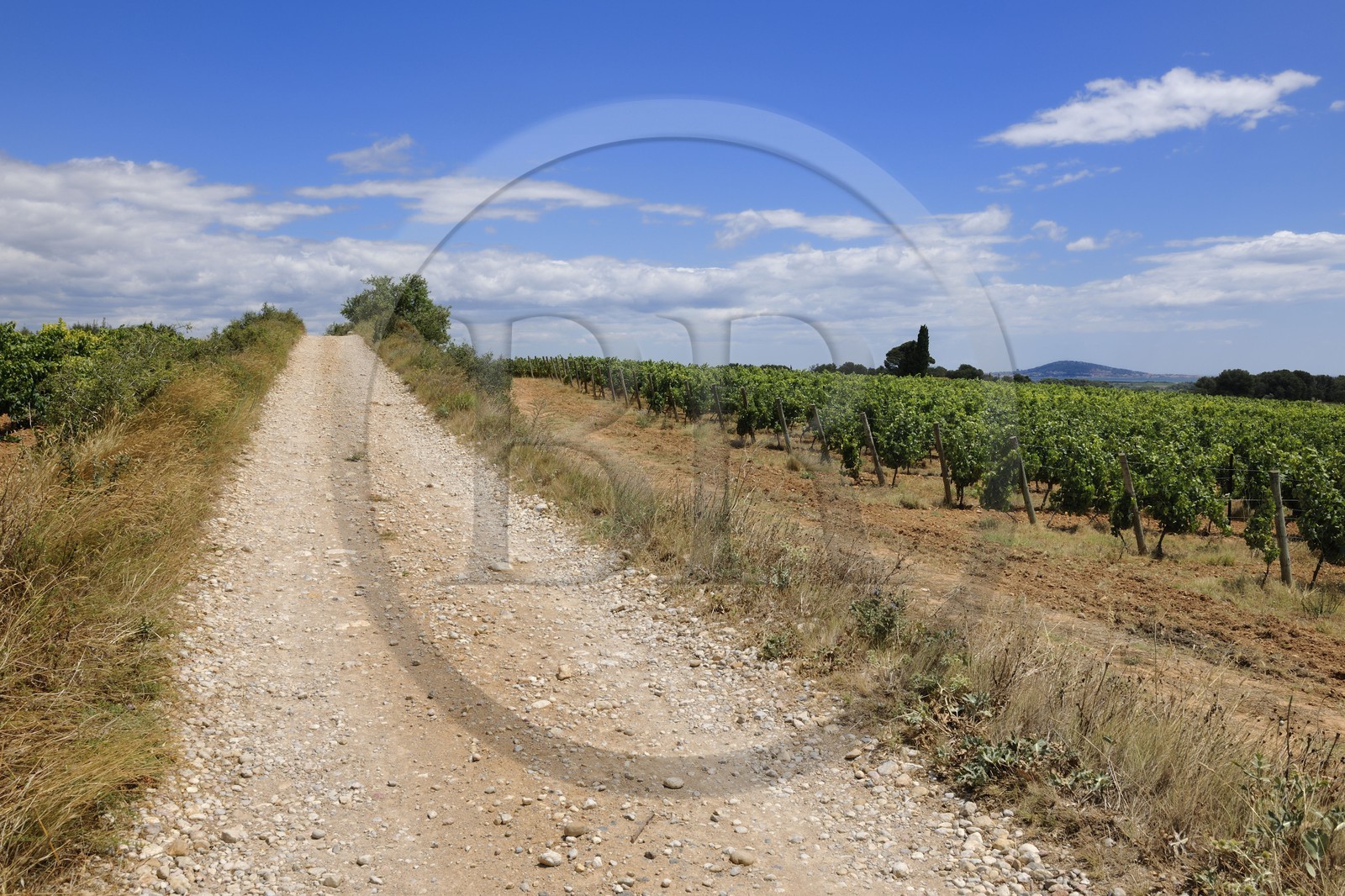 France, Hérault (34), région de Pinet, la voie Domitienne (Via Domitia), tronçon bassin de Thau, en dehors des villes c'est un chemin en terre battue sur des couches stratifiées de gravier et de cailloutis, à droite en arrière plan le Mont Saint-Clair à Sète