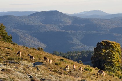 France, Haut-Rhin (68), Wasserbourg, chevaux au pré dans le massif des Vosges sur le Petit Ballon, le Haut-Koenigsbourg en arrière plan