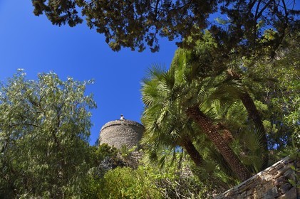 France, Var, Hyeres, Castel Sainte-Claire whose gardens have been awarded Jardins Remarquables de France label ( Remarkable Gardens of France), dwarf palm chamaerops humilis