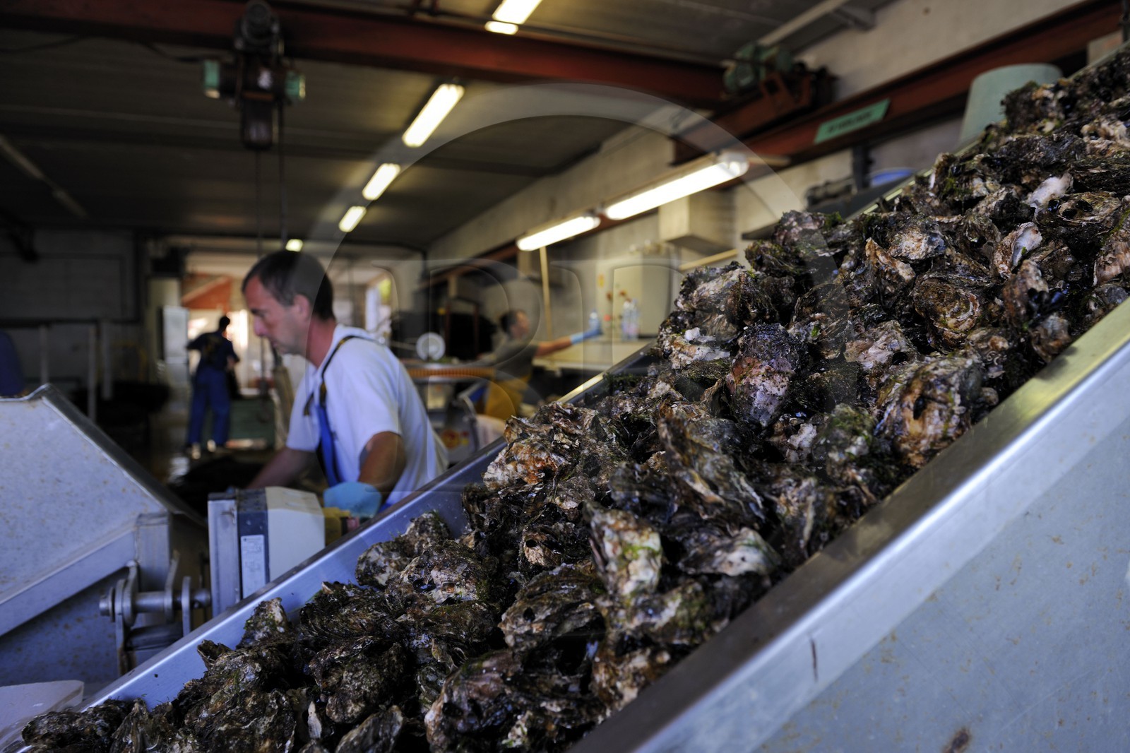 France, Hérault (34), Bouzigues, étang de Thau, exploitation conchylicole de la famille Roques à La Catonniere