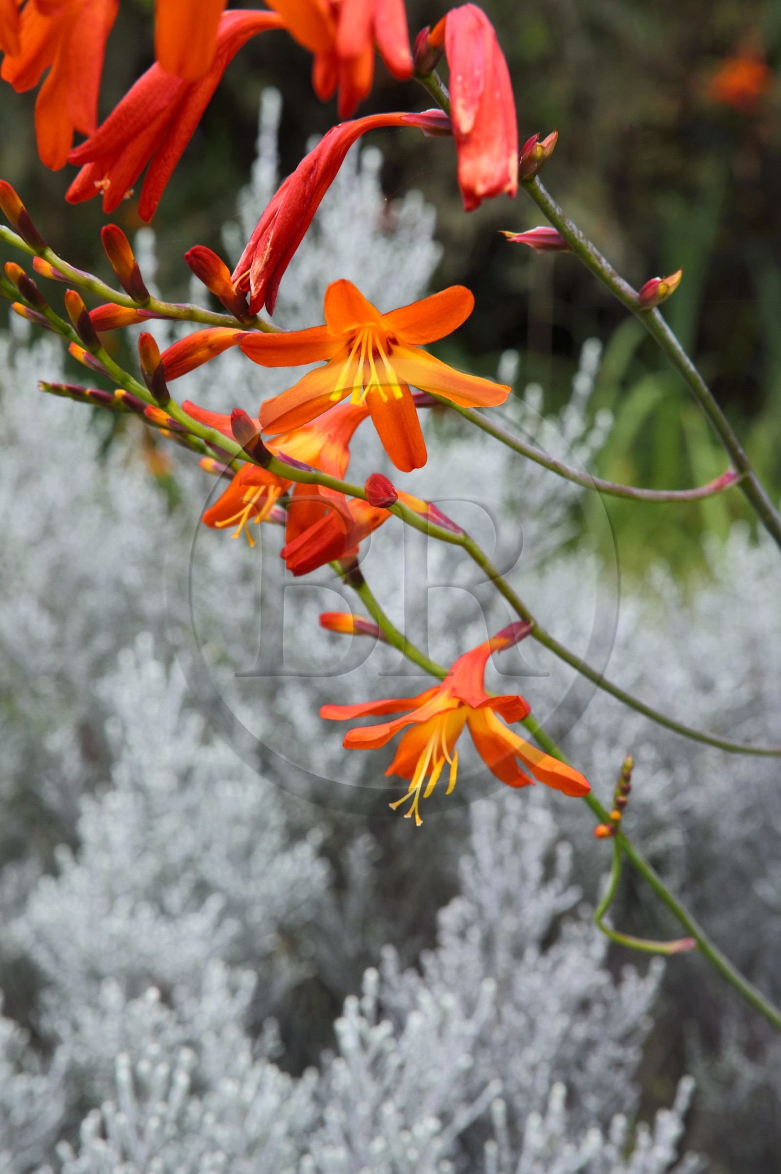 France, Ile de la Reunion, Le Tampon, Foret des Hauts de Mont-Vert au dessus de la Rivière des Remparts