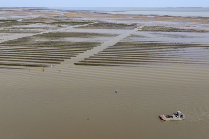 France, Charente Maritime, Oleron island, Dolus d’Oléron, maintenance of the oyster beds in the Marennes-Oléron basin in the Pertuis d'Antioche at low tide (aerial view)