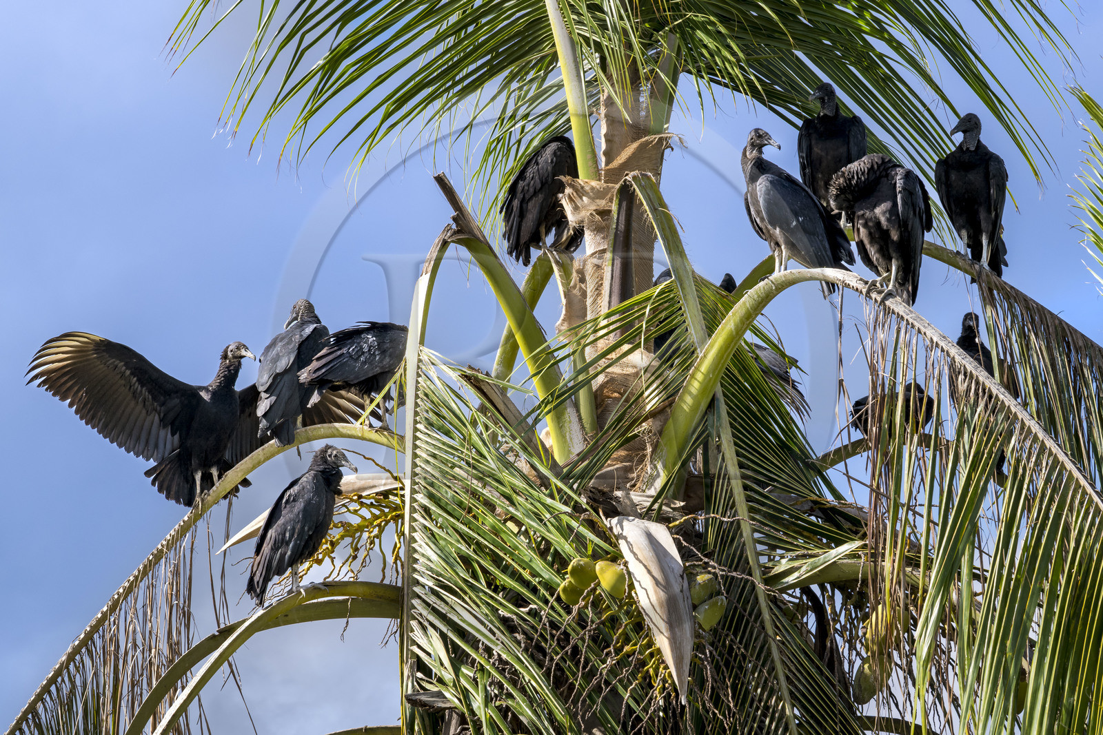 France, Guyane, Kourou, vautour Urubu noir (Coragyps atratus) dans l'estuaire du fleuve Kourou