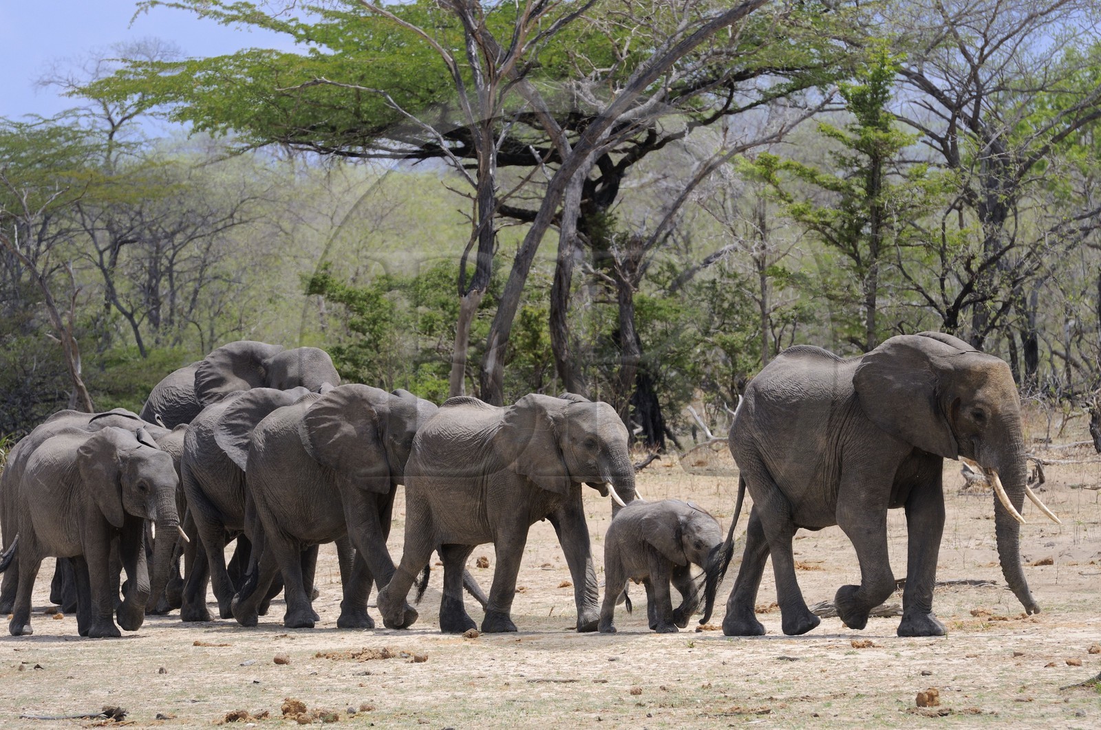 Tanzania, Selous Game Reserve is one of the largest fauna reserves of the world and designated a UNESCO World Heritage Site in 1982, African Bush Elephant (Loxodonta africana)