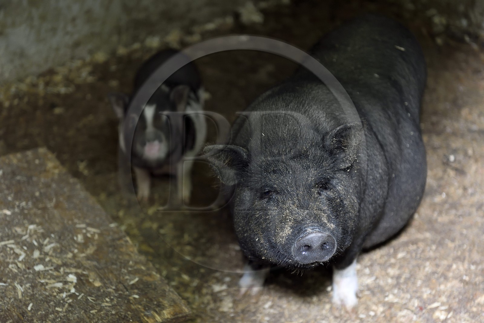 France, Calvados (14), Pays d'Auge, Cambremer, la ferme des Mondeaux, cochon