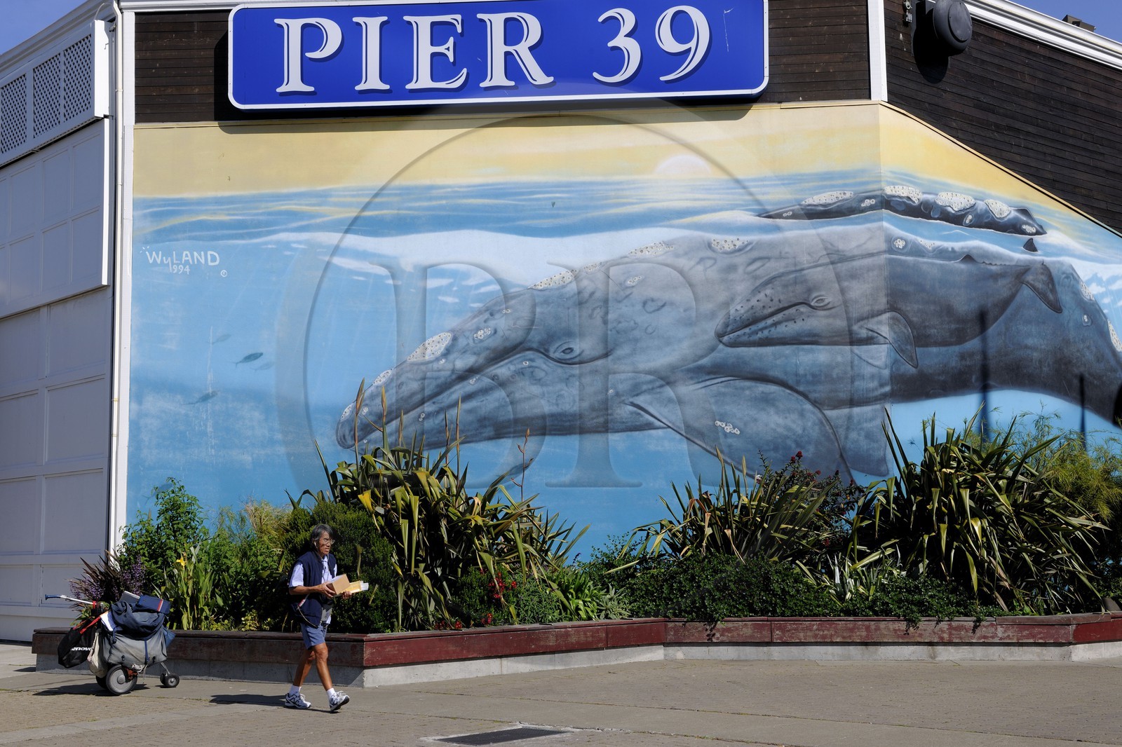 Etats-Unis, Californie, San Francisco, le très touristique Pier 39 sur le Fisherman's wharf