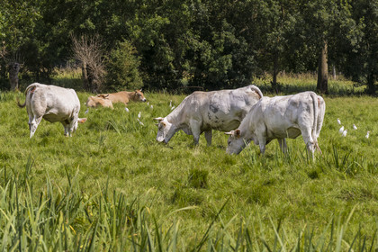 France, Deux-Sèvres, le Marais Poitevin, Green Venice, Le Vanneau-Irleau, herd of cows surrounded by cattle egrets (Bubulcus ibis)
