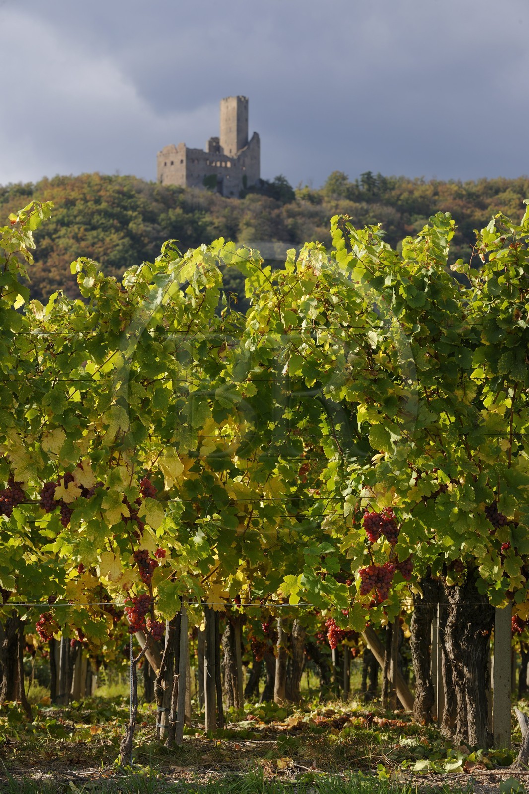 France, Bas Rhin, the vineyard at the foot of Castle Ortenbourg