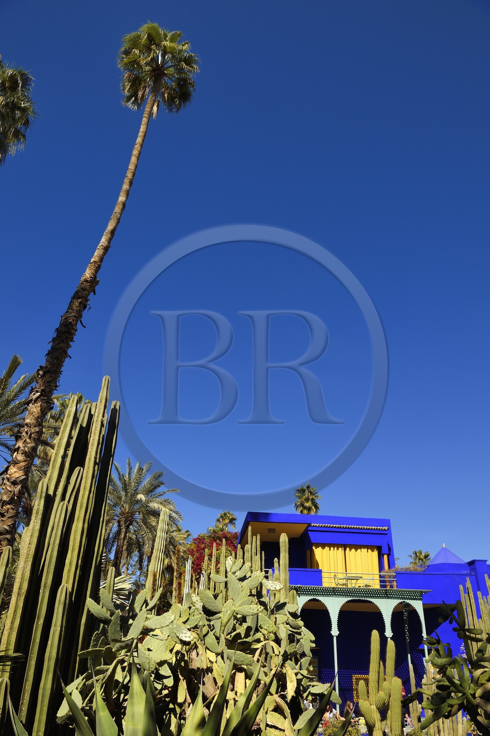 Morocco, High Atlas, Marrakech, Imperial city, Gueliz district, Majorelle Garden founded in 1931 by the French painter Jacques Majorelle in 1980 and bought by Yves Saint Laurent and Pierre Berge