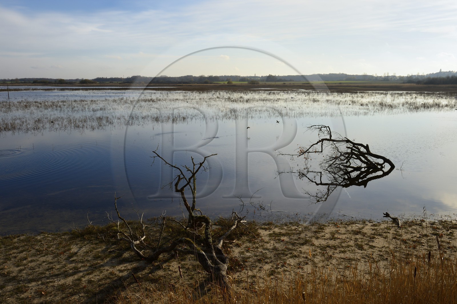 France, Indre (36), le Berry, parc naturel régional de la Brenne, l'étang Purais