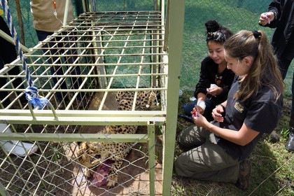 Namibia, Otjiwarongo, Cheetah Conservation Fund, research and education centre, administration 3 times a week of subcutaneous fluids to a cheetah (Acinonyx jubatus) with chronic renal failure, the senior cheetah keeper Ashley Flaig in the front and the veterinarian Emma Alfonso in the background