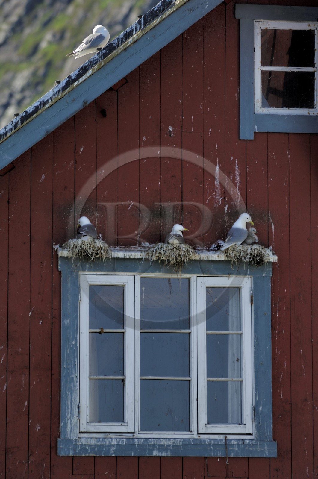 Norvège, Nordland, Iles Lofoten, Ile de Moskenes, maisons de pêcheurs (Rorbuer) au village de A (Å) et nids mouettes