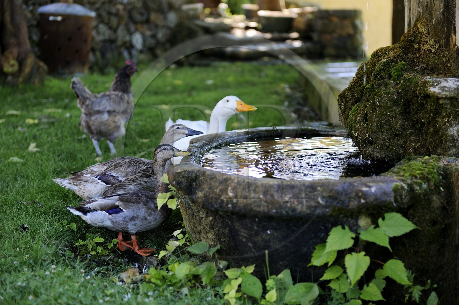 France, Var (83), Provence Verte, Bras, vers Saint-Maximin-la-Sainte-Baume, la maison d'hôtes Le Peyrourier une campagne en Provence, canards au bord de la fontaine