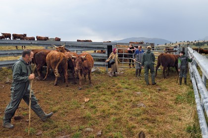 France, Cantal (15), plateau de Chastel-sur-Murat sur le chemin de Saint-Jacques de Compostelle par la Via Arverna, la vétérinaire Sylvie Calmels soigne des vaches Salers dans un corral de contention de l'enclos à bétail