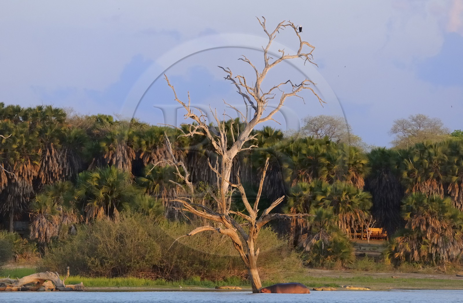 Tanzania, Selous Game Reserve is one of the largest fauna reserves of the world and designated a UNESCO World Heritage Site in 1982
