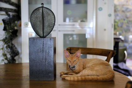 France, Ile de la Reunion, chat Devon Rex