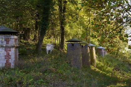 France, Meuse, Verdun, goats grazing in the citadel, ventilation chimney left and bread ovens chimneys right